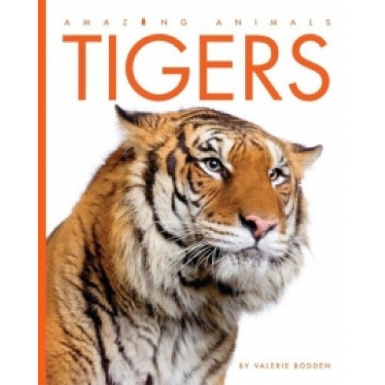 Tigers: Amazing Animals Series
