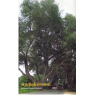 நெடுஞ்சாலை